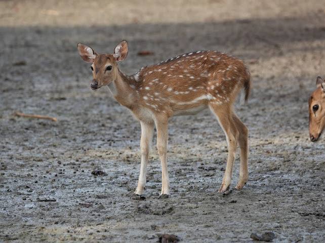 Sundarbans
