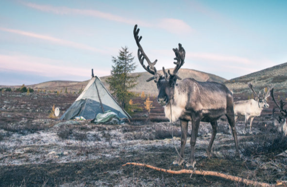 Reindeer Herders Of Mongolia