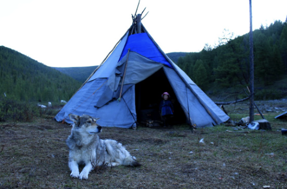 Reindeer Herders Of Mongolia