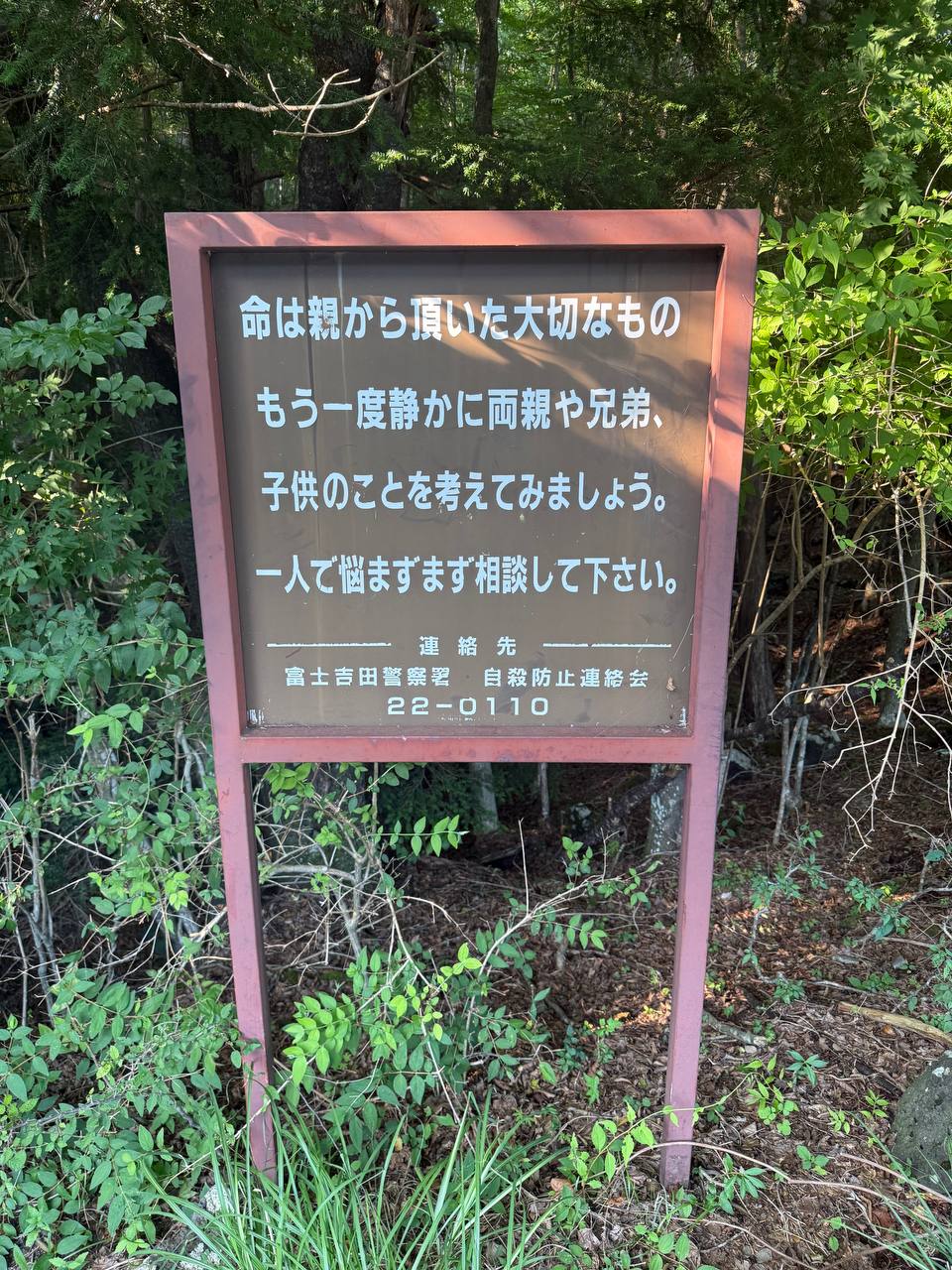 Aokigahara 