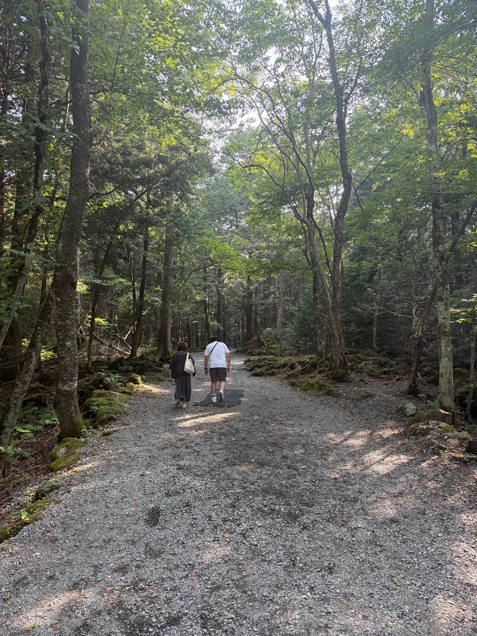 Aokigahara 