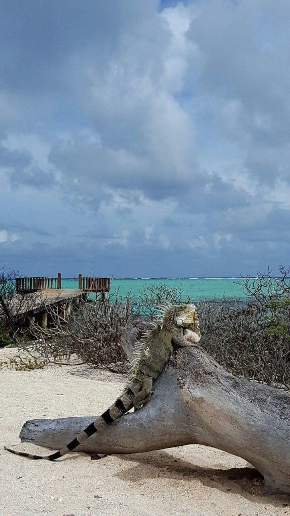 Bonin Islands 
