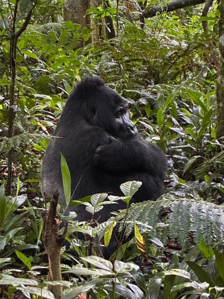 Uganda UNESCO World Heritage Sites Bwindi Impenetrable National Park