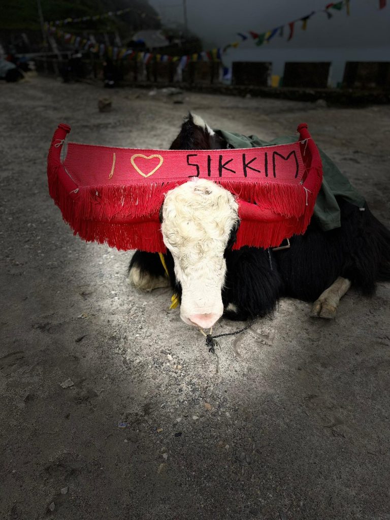 sikkim cow