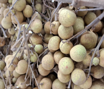 Longan