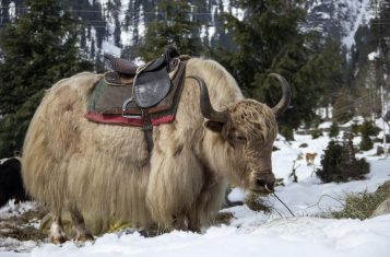 Animals of Central Asia