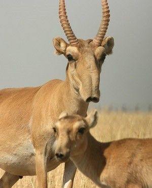 Saiga
